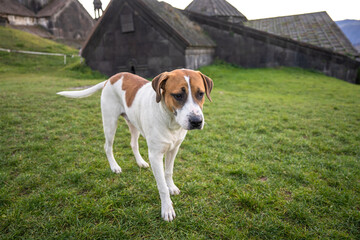 Stray Dogs: A Societal Safety Concern