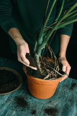 man is replanting a monstera plant © nito