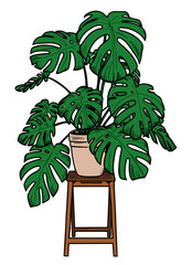 Vector illustration of a green Monstera deliciosa plant
