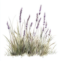 Watercolor painted lavender evokes sense of peace and natural beauty