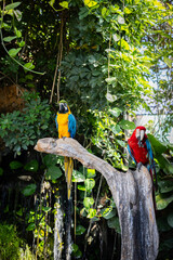 Colorful Couple Macaws Sitting On Branch