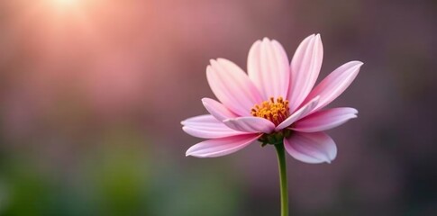 A solitary white flower showcases its delicate pink hues, pink, floral, naturegarden