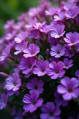 The bush of shali violet is covered with purple flowers that are blooming densely, , floral