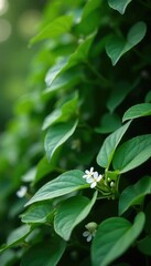 Fototapeta premium Small white flowers blooming among the dense ivy foliage, ivy, vegetation, plant