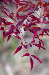 red heavenly bamboo