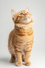 Obraz premium A curious orange tabby cat gazes upward, showcasing its playful demeanor and vibrant fur against a neutral background.