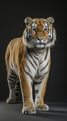 Obraz premium Tiger posing in the dark