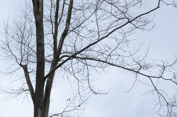 Tree silhouette with bare branches and twigs in a forest against bright sky during winter season, natural abstract trees woodland background