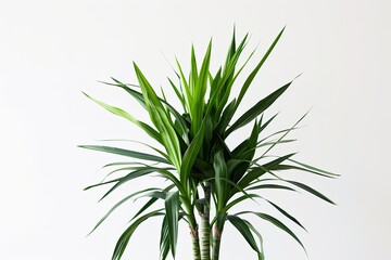 Fototapeta premium Lush green indoor plant thrives in bright, natural light against a neutral background