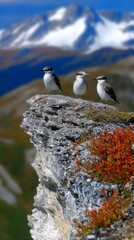 Fototapeta premium Alpine Birds on Rocky Mountain Peak