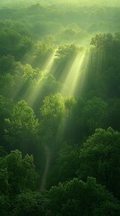Obraz premium Sunbeams through misty forest, aerial view, peaceful nature scene, perfect for calming backgrounds