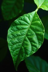 Dark green gunnera leaf surface on a glass surface, foliage, glass, surface