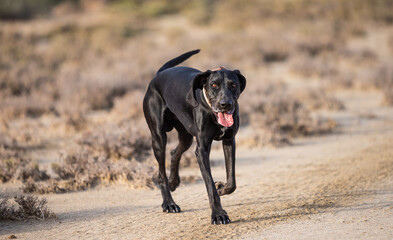 Happy black hunting dog running outside