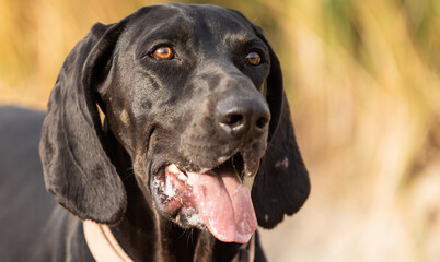 Happy black hunting dog running outside