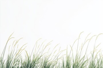 Windblown grass against white sky, nature backdrop