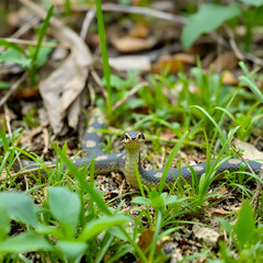 Fototapeta premium frog on the grass