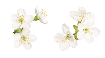 Delicate white apple tree flowers during spring blooming isolated on transparent background