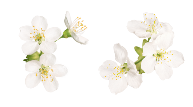 Delicate white apple tree flowers during spring blooming isolated on transparent background