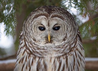 A Barred owl (Strix varia) closeup perched in a tree in the winter forest in Canada 