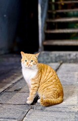 cute ginger cat