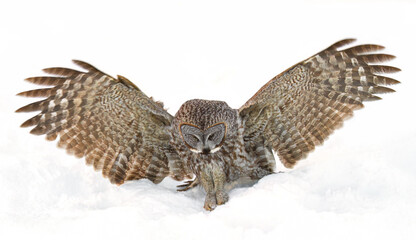 Great grey owl with wings spread out pounces on prey as he hunts in the winter snow in Canada