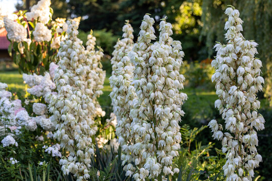 Blooming Yucca filamentosa in the form of a panicle with white flowers in a garden