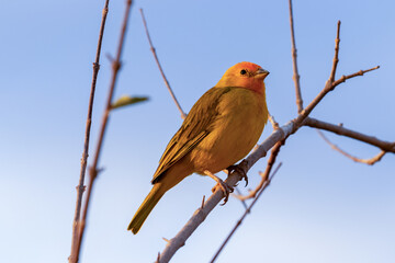 canary up close