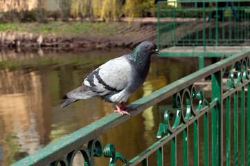 A pigeon sits on a green fence in a park on a sunny day.