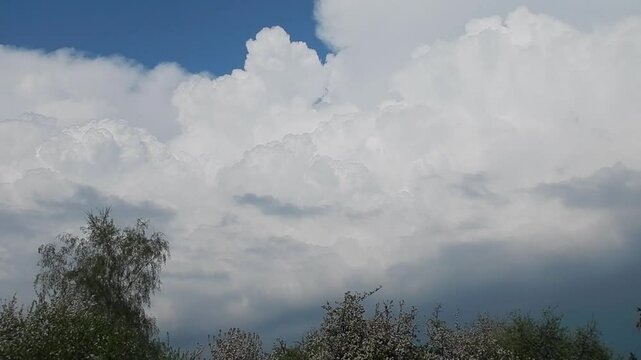 Blue sky, slowly developing white clouds Cumulus, rainy and stormy Cumulonimbus calvus over green and flowering trees on spring and bird in flight - real time. Topics: cloudscape, storm, meteorology