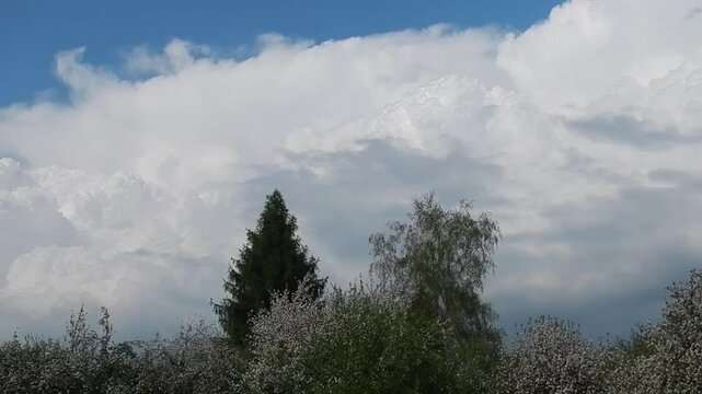 Blue sky, slowly developing white clouds Cumulus and rainy and stormy Cumulonimbus calvus over green and flowering trees on spring - shot with camera movement. Topics: cloudscape, storm, meteorology