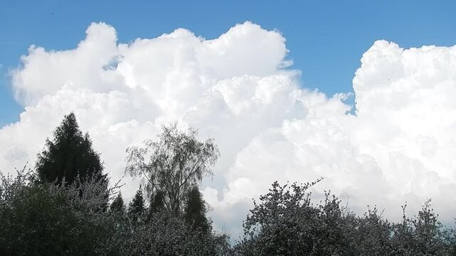Blue sky and slowly developing white clouds Cumulus and rainy Cumulonimbus calvus over deciduous and coniferous green trees and flowering trees on spring stormy day. Topics: cloudscape, meteorology
