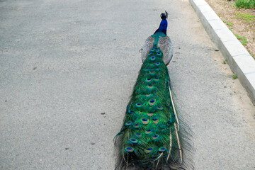 Fototapeta premium A bright male peacock walks along the road with its tail folded.