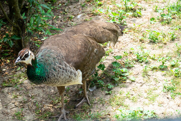 A female peacock is walking along the road