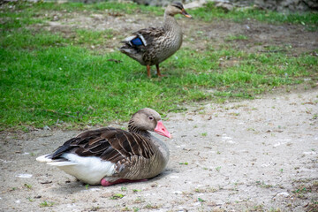 two dark gray ducks are walking along the road among the grass.