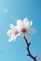 Fototapeta premium single white cherry blossom against a blue sky, flower, white