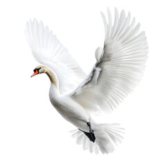 Obraz premium A graceful swan spreading its wings on a transparent background