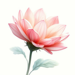 Fototapeta premium Soft focus watercolor peacock flower in shades of pink and white , floral motifs, garden decor