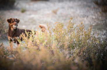 Happy dog playing outdoor 