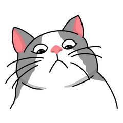 Funny cat