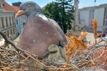 The dove warms the pigeons. Doves and young squabs. A pair of pigeons have made a nest in a small flower box on a window sill. The concept of bird life in the town. View through the window of the room