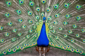A bright male peacock spreads his beautiful tail like a fan.