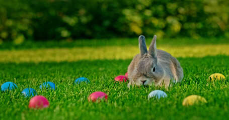 Adorable rabbit sitting on green grass surrounded by colorful Easter eggs, symbolizing Easter and spring festivities.