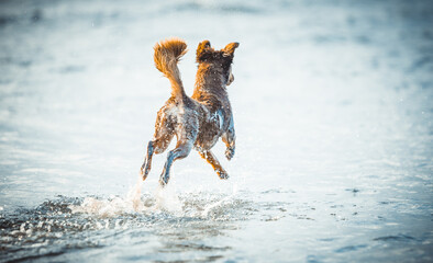Happy dog playing outdoor 