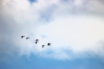 Ducks in flight in spring