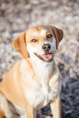 Happy dog playing outdoor 