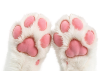 Soft pink cat paws resting on a white surface, cut out