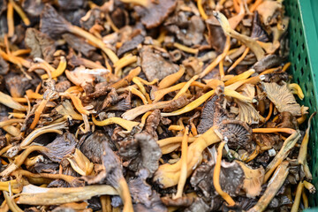 champignons bio