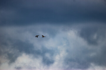 Ducks in flight in spring