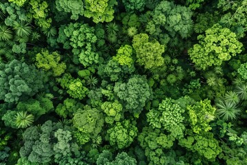 Lush aerial view of dense tropical forest canopy with varied green foliage and vegetation patterns from above