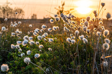 High Fens, Eifel, Belgium